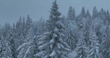 Aerial top view drone shot of the pine and spruce trees forest covered with snow in the Mountains. Beauty in nature and ecology concept image. Natural pattern or texture. Hi quality 4K footage.