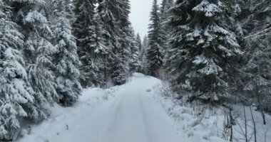 Aerial top view drone shot of the pine and spruce trees forest covered with snow in the Mountains. Beauty in nature and ecology concept image. Natural pattern or texture. Hi quality 4K footage.