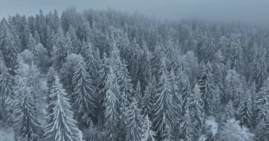 Aerial top view drone shot of the pine and spruce trees forest covered with snow in the Mountains. Beauty in nature and ecology concept image. Natural pattern or texture. Hi quality 4K footage.