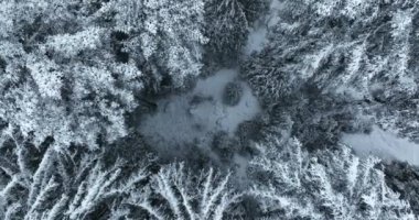 Aerial top view drone shot of the pine and spruce trees forest covered with snow in the Mountains. Beauty in nature and ecology concept image. Natural pattern or texture. Hi quality 4K footage.
