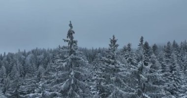 Aerial top view drone shot of the pine and spruce trees forest covered with snow in the Mountains. Beauty in nature and ecology concept image. Natural pattern or texture. Hi quality 4K footage.