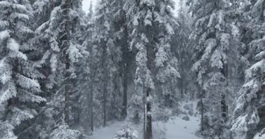 Aerial top view drone shot of the pine and spruce trees forest covered with snow in the Mountains. Beauty in nature and ecology concept image. Natural pattern or texture. Hi quality 4K footage.