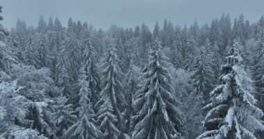 Aerial top view drone shot of the pine and spruce trees forest covered with snow in the Mountains. Beauty in nature and ecology concept image. Natural pattern or texture. Hi quality 4K footage.