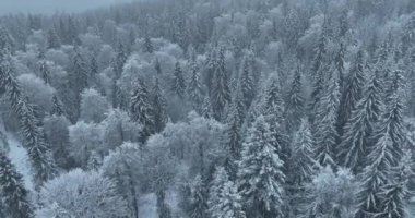 Aerial top view drone shot of the pine and spruce trees forest covered with snow in the Mountains. Beauty in nature and ecology concept image. Natural pattern or texture. Hi quality 4K footage.