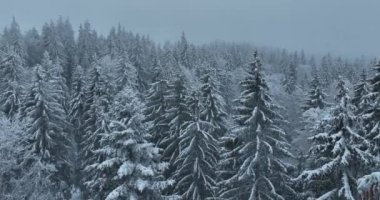 Aerial top view drone shot of the pine and spruce trees forest covered with snow in the Mountains. Beauty in nature and ecology concept image. Natural pattern or texture. Hi quality 4K footage.