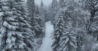 Aerial top view drone shot of the pine and spruce trees forest covered with snow in the Mountains. Beauty in nature and ecology concept image. Natural pattern or texture. Hi quality 4K footage.