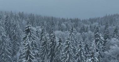 Aerial top view drone shot of the pine and spruce trees forest covered with snow in the Mountains. Beauty in nature and ecology concept image. Natural pattern or texture. Hi quality 4K footage.