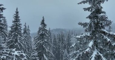 Aerial top view drone shot of the pine and spruce trees forest covered with snow in the Mountains. Beauty in nature and ecology concept image. Natural pattern or texture. Hi quality 4K footage.