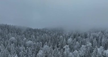 Aerial top view drone shot of the pine and spruce trees forest covered with snow in the Mountains. Beauty in nature and ecology concept image. Natural pattern or texture. Hi quality 4K footage.