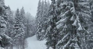 Aerial top view drone shot of the pine and spruce trees forest covered with snow in the Mountains. Beauty in nature and ecology concept image. Natural pattern or texture. Hi quality 4K footage.