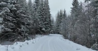 Aerial top view drone shot of the pine and spruce trees forest covered with snow in the Mountains. Beauty in nature and ecology concept image. Natural pattern or texture. Hi quality 4K footage.