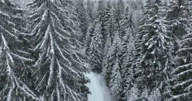 Aerial top view drone shot of the pine and spruce trees forest covered with snow in the Mountains. Beauty in nature and ecology concept image. Natural pattern or texture. Hi quality 4K footage.