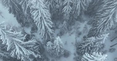 Aerial top view drone shot of the pine and spruce trees forest covered with snow in the Mountains. Beauty in nature and ecology concept image. Natural pattern or texture. Hi quality 4K footage.