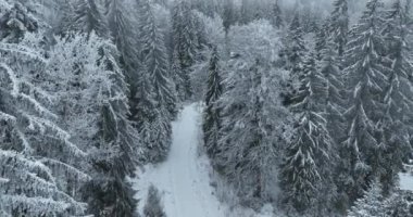 Aerial top view drone shot of the pine and spruce trees forest covered with snow in the Mountains. Beauty in nature and ecology concept image. Natural pattern or texture. Hi quality 4K footage.