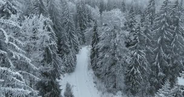 Aerial Top View Drone Shot Pine Spruce Trees Forest Covered — Stock video