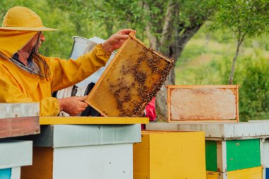 Senior beekeeper checking how the honey production is progressing. Photo of a beekeeper with a comb of honey. 