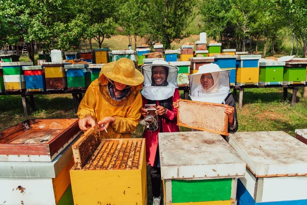阿拉伯投资者在他们投资的一个大型养蜂场里检查蜂蜜的质量 投资于小型企业的概念 — 图库照片