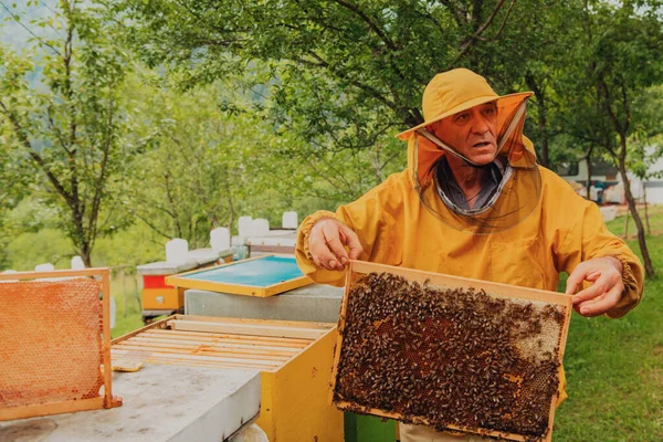 Kıdemli Arı Yetiştiricisi Bal Üretiminin Nasıl Gittiğini Kontrol Ediyor Bir — Stok fotoğraf