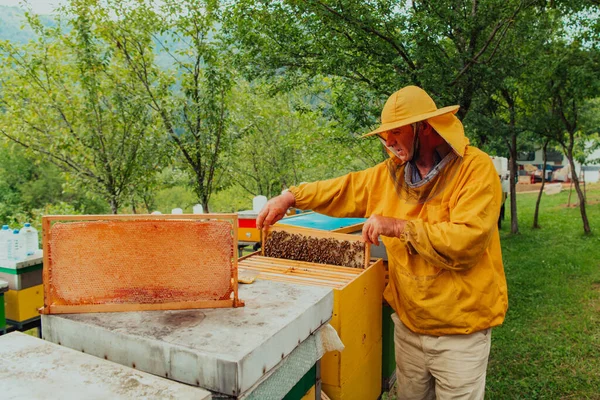 资深养蜂人检查蜂蜜生产的进展情况 一个养蜂人拿着蜂蜜梳子的照片 — 图库照片