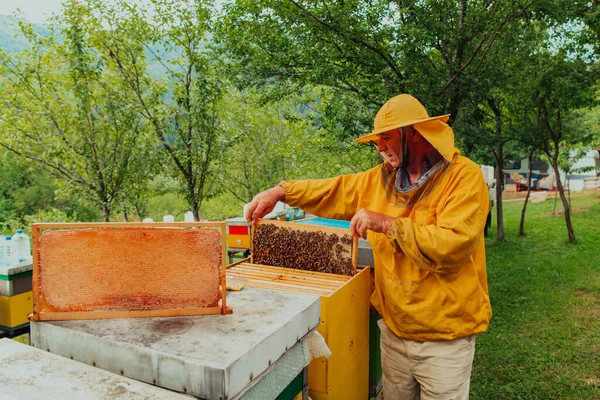 Senior Beekeeper Checking How Honey Production Progressing Photo Beekeeper Comb — Zdjęcie stockowe