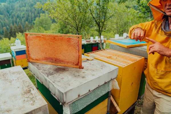 Senior Beekeeper Checking How Honey Production Progressing Photo Beekeeper Comb — Zdjęcie stockowe