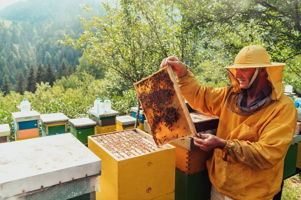 Senior Beekeeper Checking How Honey Production Progressing Photo Beekeeper Comb — Photo