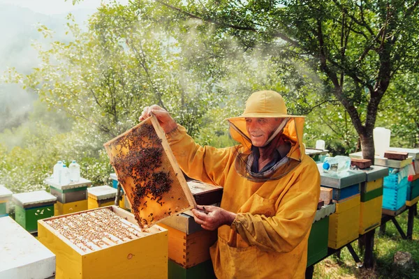 资深养蜂人检查蜂蜜生产的进展情况 一个养蜂人拿着蜂蜜梳子的照片 — 图库照片