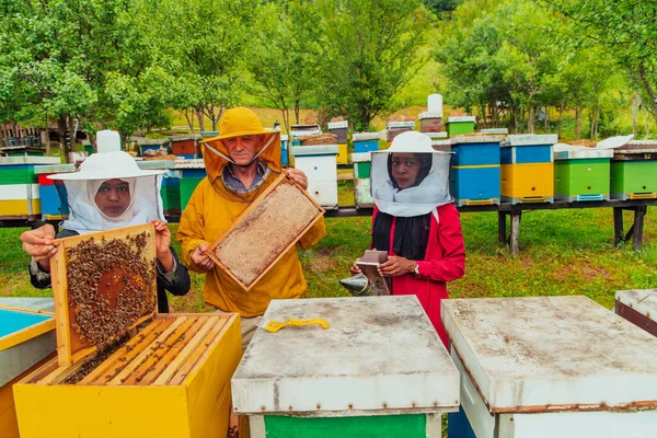拥有资深养蜂人的商业伙伴在一家大型养蜂场检查蜂蜜的质量和产量 — 图库照片