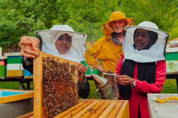 Business Partners Experienced Senior Beekeeper Checking Quality Production Honey Large — Zdjęcie stockowe