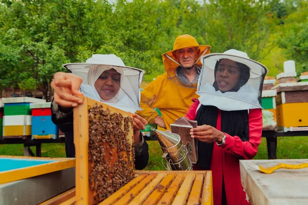 大規模な養蜂場で蜂蜜の品質と生産を確認する経験豊富な上級養蜂家を持つビジネスパートナー — ストック写真