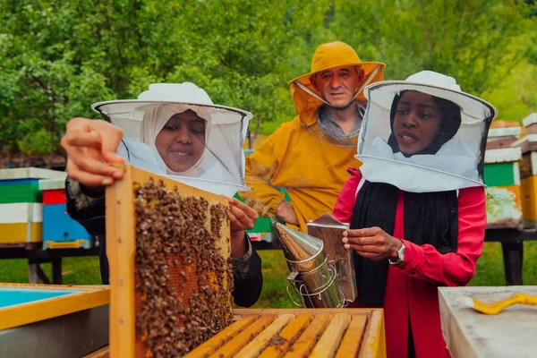 Business partners with an experienced senior beekeeper checking the quality and production of honey at a large bee farm.