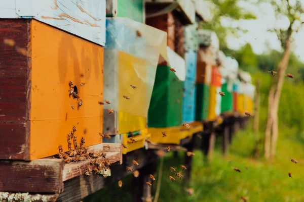 Row Blue Yellow Hives Flowers Honey Plants Apiary Bees Returning — Fotografia de Stock