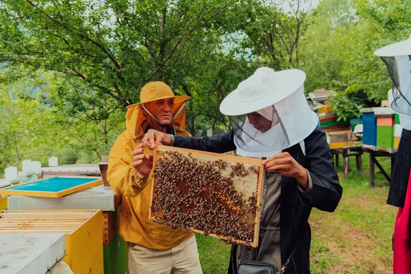Business partners with an experienced senior beekeeper checking the quality and production of honey at a large bee farm.