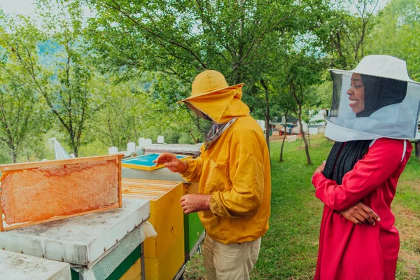 African American Muslim women with an experienced senior beekeeper checking the quality and production of honey at a large bee farm.