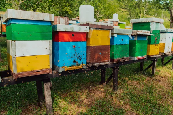 Row of blue and yellow hives. Flowers honey plants in the apiary. Bees are returning to the hives.