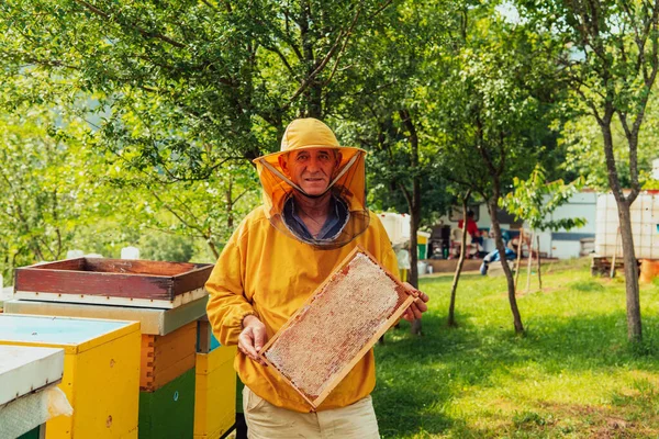 Seniorbiavleren Kontrollerer Hvordan Honningproduktionen Skrider Frem Foto Biavler Med Kam - Stock-foto