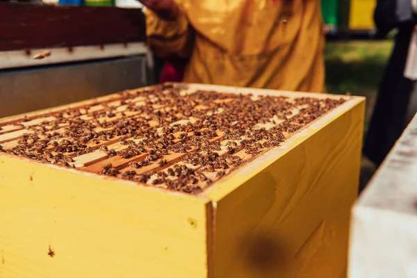 Senior Beekeeper Checking How Honey Production Progressing Photo Beekeeper Comb Stockbild