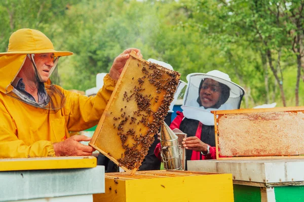 Деловые Партнеры Опытным Старшим Пчеловодом Проверяющим Качество Производство Меда Большой — стоковое фото