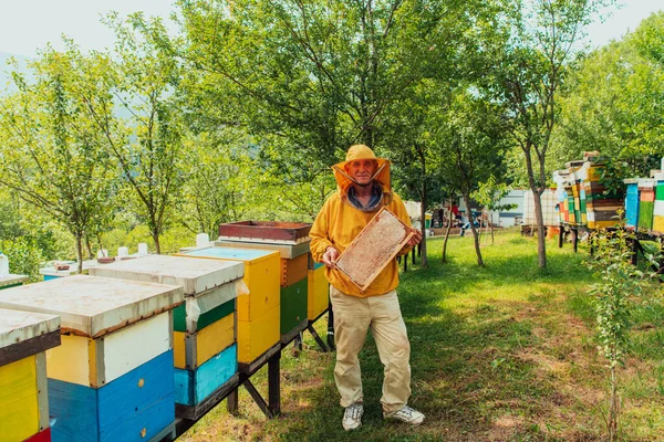 Senior Beekeeper Checking How Honey Production Progressing Photo Beekeeper Comb — Stock Photo, Image