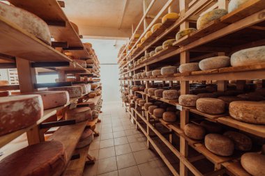 A large storehouse of manufactured cheese standing on the shelves ready to be transported to markets. 