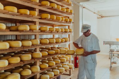 A worker at a cheese factory sorting freshly processed cheese on drying shelves. 