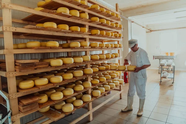 Een Arbeider Een Kaasfabriek Sorteert Vers Verwerkte Kaas Droogrekenen — Stockfoto