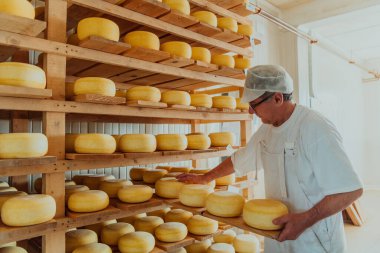 A worker at a cheese factory sorting freshly processed cheese on drying shelves. 