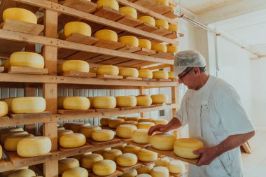 A worker at a cheese factory sorting freshly processed cheese on drying shelves. 
