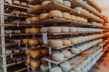 A large storehouse of manufactured cheese standing on the shelves ready to be transported to markets. 