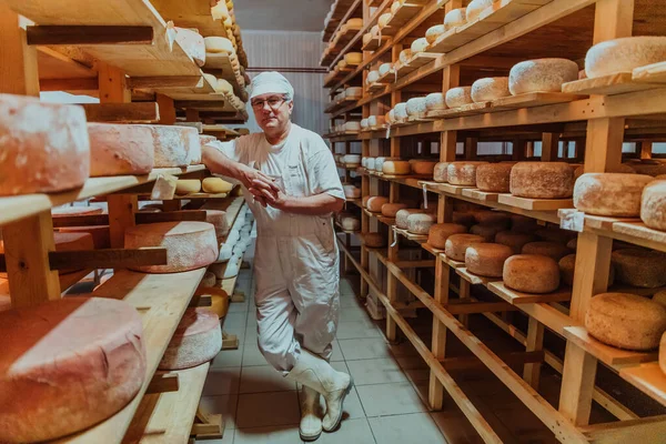 Worker Cheese Factory Sorting Freshly Processed Cheese Drying Shelves — Zdjęcie stockowe
