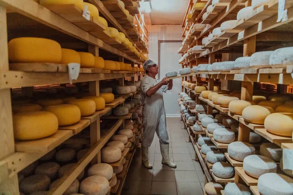 Worker Cheese Factory Sorting Freshly Processed Cheese Drying Shelves — Foto de Stock