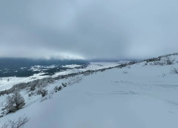 Luchtfoto Drone Schot Bladloze Bomen Boven Een Besneeuwde Berg Prachtige — Stockfoto