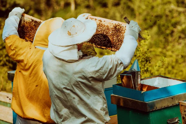 Пчеловоды Проверяют Мед Раме Улья Поле Владельцы Малого Бизнеса Пасеке — стоковое фото
