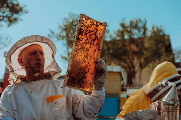 Pszczelarze Sprawdzają Miód Ramie Ula Polu Właściciele Małych Firm Pasiece — Zdjęcie stockowe